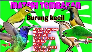 suara masteran tembakan kombinasi suara tembakan burung burung kecil