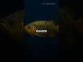Lagu Discover the Rare Batik Arowana#animals #wildlife #arowana #shorts
