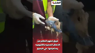 فريق تطهير الم   قابر من الاعمال الس  حريه بالقليوبيه  يستعرضها  علي الجميع دندنها