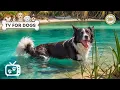 Download Lagu Calm Dogs Anxiety 🐶 Dog TV: Relax Music for Dogs \u0026 Soothing Entertainment for Dogs Left Home Alone