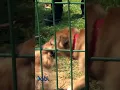 Download Lagu Cesar Millan Stops a Vicious Dog Fight #shorts