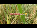 Download Lagu Instrumental Music Sunda || No Copyright ||