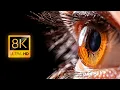 Everyday Objects in Macro in 8K ULTRA 8K TV