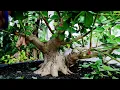 Download Lagu PRUNING SANCANG BOGEL 