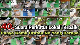 Download 40 Perkutut lokal gacor Suara Berbeda Punya Kamu Termasuk Jenis Yang No Berapa Sobat MP3