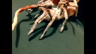 Incredible Zombie Fungus-Attacked Tarantula