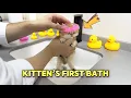 Kitten s first bath