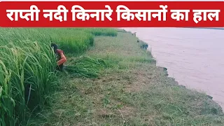 राप्ती का तांडव! किसानों की सैकड़ों बीघा फसल डूबी, कच्चे धान पर चला हंसिया