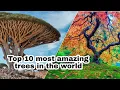 Download Lagu Top 10 most amazing trees in the world