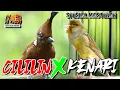 Download Lagu MASTERAN CILILIN VS KENARI SPESIAL NGEROL SUPER PEDES