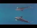 Download Lagu Common dolphin entangled!