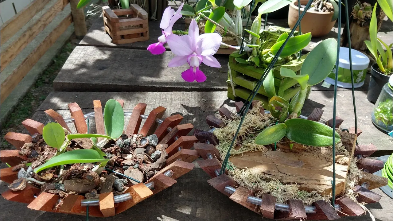 COMO PLANTAR ORQUÍDEAS 7