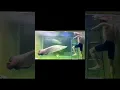 I have a date with the Arapaima 🌟🌟🌟#Arapaima #AmazonPredatorFish
