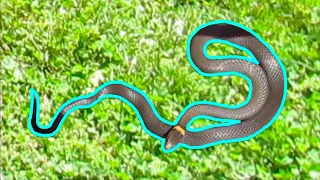 Learn about the Ringneck Snake