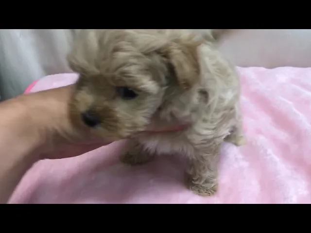 動画
