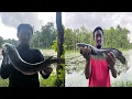 Download Lagu Snake head fish 🎣 hunting || sahuri maxa nikalna garo #fish 