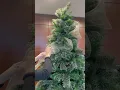 Hacks 173--How to attach wide ribbon to a Christmas Tree