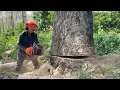 Download Lagu I panicked... Trees were cut down in a row on the edge of the village‼️