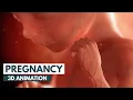 Pregnancy A Month-By-Month Guide 3D Animation