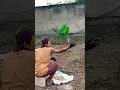 Download Lagu KASIH PAKAN IKAN DI KOLAM BUMDES PERDANA KALANGSARI#bumdesperdana #kolamikan #kalangsari
