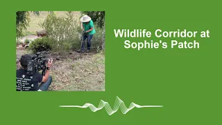 Wildlife Corridor at Sophie s Patch