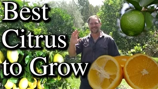 Download Top Five Citrus Fruit Trees To Grow in Your Backyard MP3