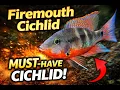 Firemouth Cichlid Care Guide - The MOST UNDERRATED