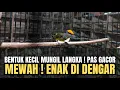 Lagu PANTESAN DI CARI BURUNG INI ‼️KECIL MUNGIL LANGKA PAS GACOR SUARANYA MEWAH ! ENAK DI DENGAR