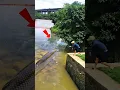 Download Lagu Gemetaran‼️ Ikan Ampala Raksasa Hampir Kena Jala! Air Sampai Muncrat #shorts #fishing #amazing