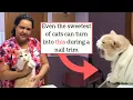 How to Trim the Nails of a Difficult Cat Kitty Burrito Method