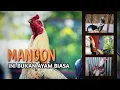 Download Lagu RAHASIA K3KU4TAN AYAM MANGON ‼️ PET4RUNG CEPAT YANG M3M4T1K4N