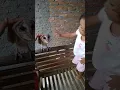 Lagu Manuk ceguk