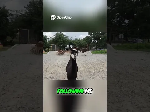 Deer Jumps INTO Car! Wild Encounter Caught on Camera #animals #wildanimals
