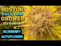 Timelapse Autoflower Cannabis Indoor Seed to Harvest Blueberry Autoflowers