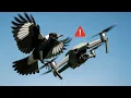 Download Lagu How to Stop Birds Attacking My Drone - The Cheap Fix PROS Swear By!