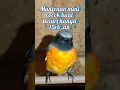 Download Lagu Mantenan mini cocok untuk aviari hanya 15rb-an