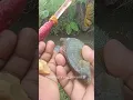Download Lagu Mancing Ikan Wader Dapat Betok di Rilis ikan Nya Umpan Go Potato #204
