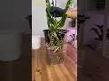 Let s Repot This Orchid to Clay Pebbles Using Clear Container from Dolar Tree