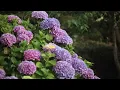 Jon Hopkins - Abandon Window (Unofficial Music Video)