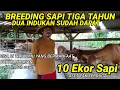 Download Lagu BREEDING SAPI DUA INDUKAN SELAMA TIGA TAHUN DAPAT 10 EKOR