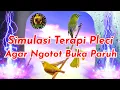 Download Lagu Simulasi Terapi Pleci Terbaik Bikin Cepat Bongkar Materi MP3