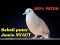 Download Lagu Pancingan perkutut Sekali putar Jamin NYAUT Anti gagal