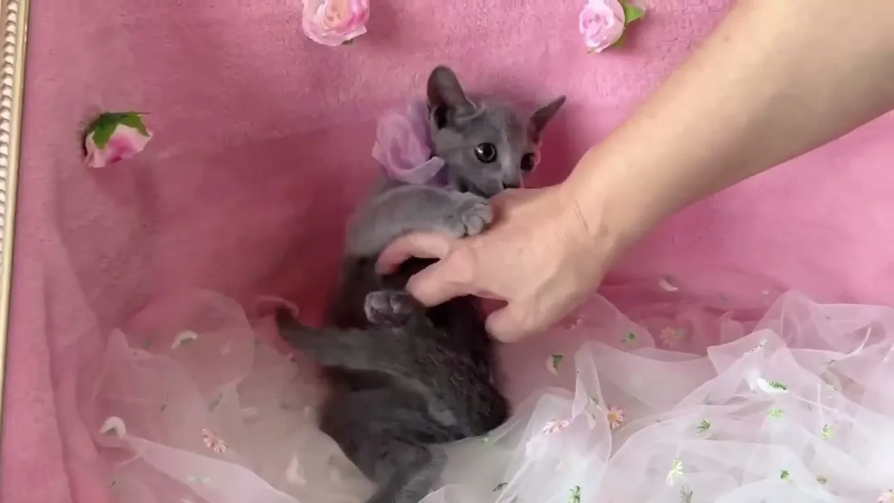 動画