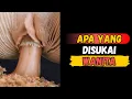 Lagu Percaya atau Tidak! Inilah yang Sebenarnya Disukai Wanita (Psikologi Wanita Terungkap