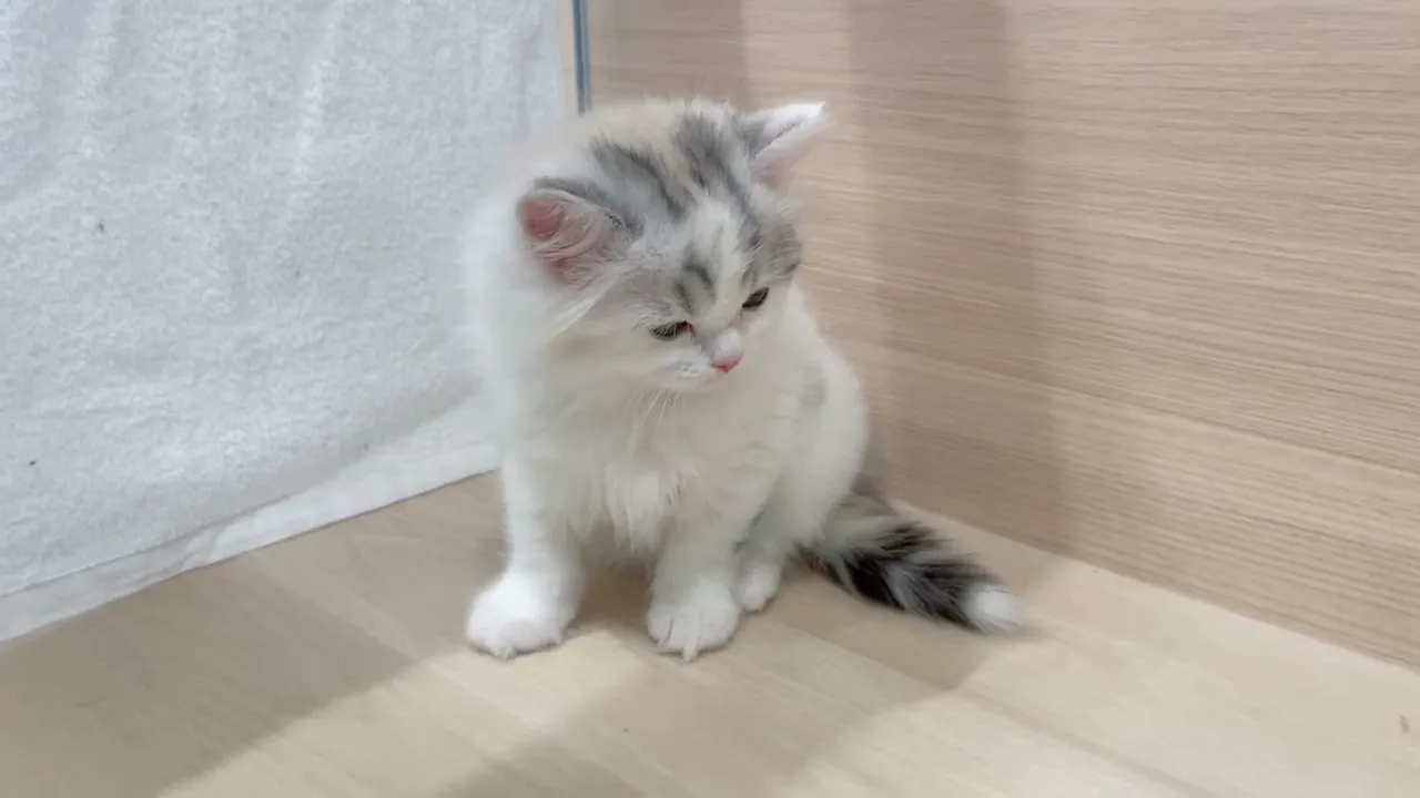 動画