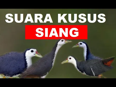 Download MP3 Suara pikat ruak siang hari  | waterhen sound | night bird sound | voice chim quock 70