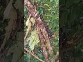 https://youtube.com/playlist?list=RD_56gIOPCaOg\u0026playnext=1\u0026si=alYcg10k3FN-p5jZ #africa