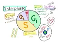 Cell Cycle part 2 the INTERPHASE