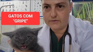 COMO EU GASTEI POUCO DINHEIRO PARA SALVAR UMA NINHADA DE GATOS