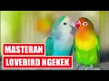 Download Lagu Masteran Burung Lovebird Ngekek Panjang